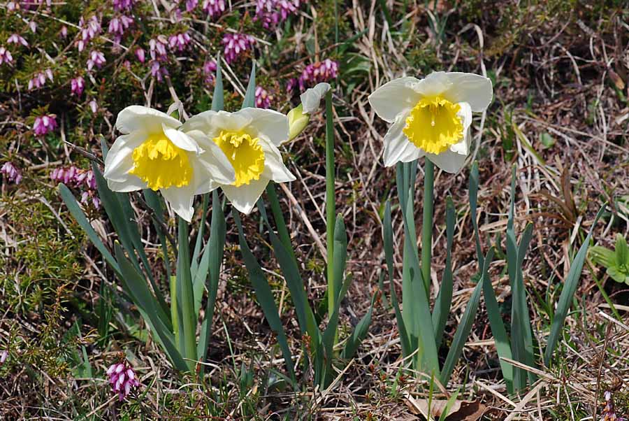 Narcissus pseudonarcissus